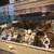 Coturnix Quail 2 thumbnail