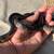 Drymarchon Rubidus Indigo Snakes (female) 12 thumbnail