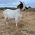 Grazing Meat Goats ready for work or butcher 1 thumbnail