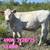 Charolais Heifers 3 thumbnail