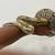 Guyana red true red tail boa 2 thumbnail
