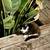 >^^< ADORABLE KITTENS 1 thumbnail