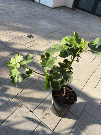 Yellow Neck Fig Tree 1