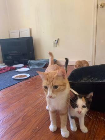 Gata naranja rescatada necesita hogar (Ciudad de Panamá)63932506961154121