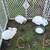 3-5 month old lion-head bunnies $35-$40 7 thumbnail