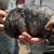 Male Chinchillas 3 thumbnail