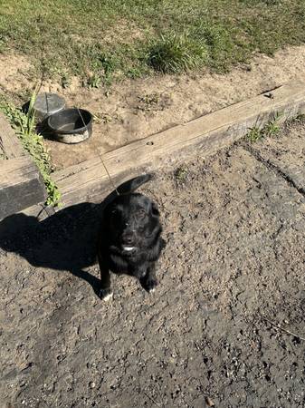 Perro mestizo australiano63661209742465122