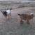 ADGA Nigerian Dwarf Does & Homemade Natural Goats Milk Soap 13 thumbnail