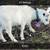 Fainting goats 9 thumbnail