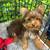 Yorkie 5 thumbnail