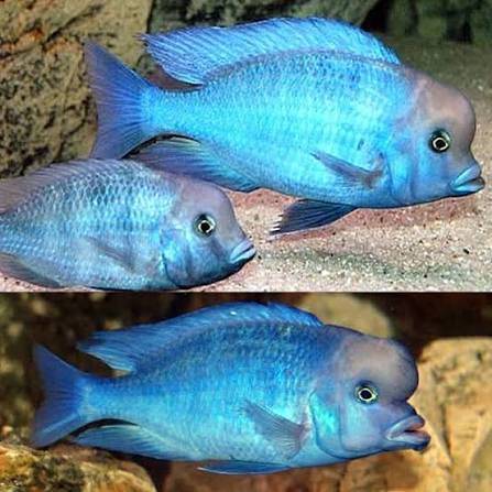 African Cichlids - Blue Dolphin Cichlids 1