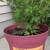 Pixwell Gooseberry Plant 1 thumbnail