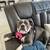 Full breed Pitbull 1 thumbnail