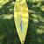 OCEAN KAYAK HYBRID PADDLE BOARD PADDLEBOARD 5 thumbnail