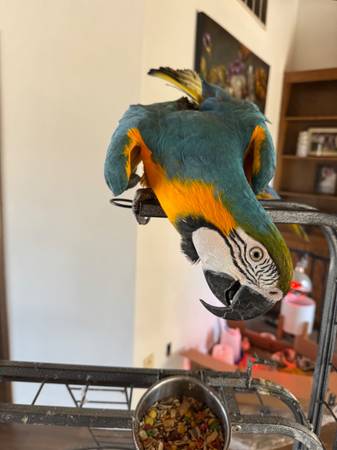 Macaw Parrot (santa rosa)63683413107841123
