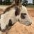 Juvenile Male Donkey 2 thumbnail