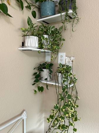 Clippings ! (Placerville)63848875918337122