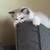 Honey Male Ragdoll 2 thumbnail