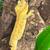 Funky Yellow Crested Gecko 6 thumbnail