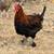 Black Copper Marans Rooster 2 thumbnail