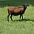 Sheep 7 thumbnail