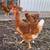 BACK YARD Chicken for sale (CHOOKS) 1 thumbnail