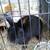 Rabbits for sale 3 thumbnail
