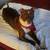 Red nosed Pit bull mix 8 thumbnail