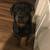 Rehoming a loving Rottweiler 4 thumbnail