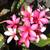 Plumeria Multi-Branched Pink, Dark Pink Flowers 3 thumbnail