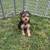 Yorkie 3 thumbnail