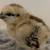 Easter Egger chicks 10 thumbnail