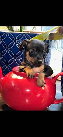 Miniature pinchers puppies ?63920016353538120