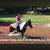 Gorgeous, Soggy Black & White Missouri Foxtrotter 9 thumbnail