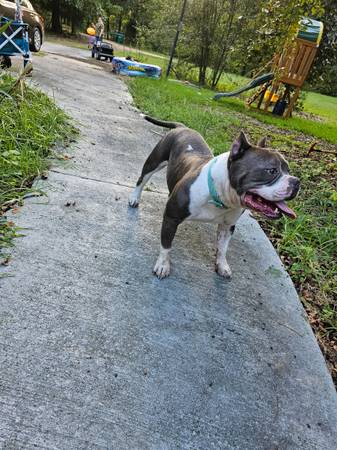 Male American Bully63314287483905121