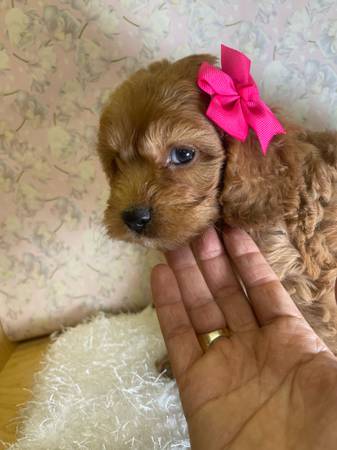 Cockapoo (Mission)64148953356546120