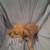 Adorable puppies 12 thumbnail