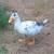 Ancona ducks 5 thumbnail