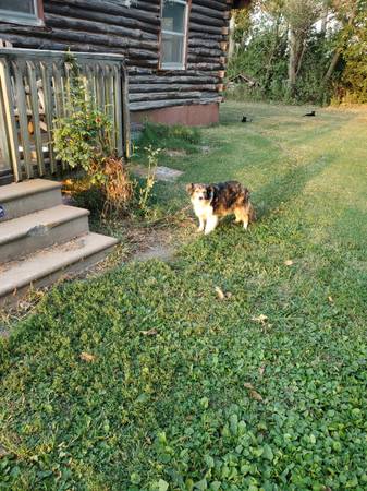 Free to good home (Clinton Mo)63791636080001121