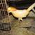 Peach Golden Pheasant Pairs 1 thumbnail