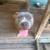 Free dog 1 thumbnail