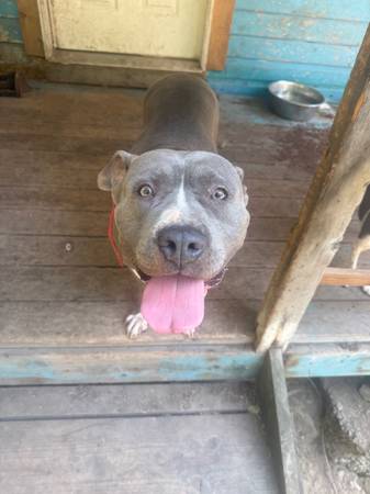Free dog 1