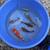Koi Fish 1 thumbnail