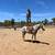 Beautiful Mare for sale 3 thumbnail