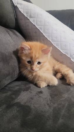 Rehoming Female Kitten $40 (Pico Rivera)63893600754051120