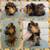 Guinea Pig Pups 1 thumbnail