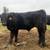 Simmental Steer 1 thumbnail