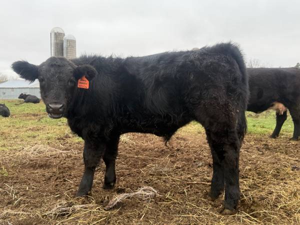 Simmental Steer 1