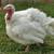 Free turkeys 2 thumbnail
