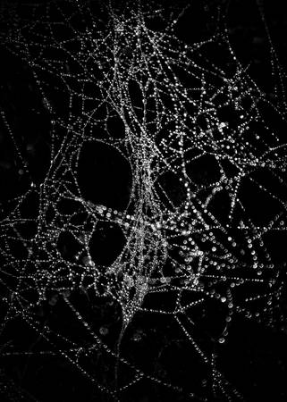 Spiderweb Canvas Prints by The Learning Curve Photography on Itz Art 1